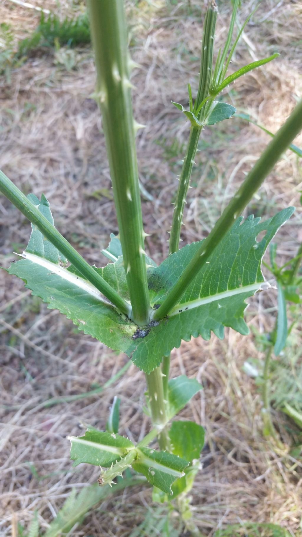 Dipsacus fullonum L. (Asteraceae)